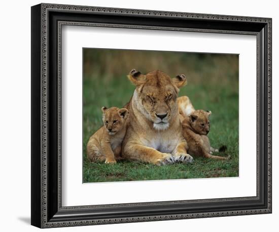 Lioness Resting with Cubs-Joe McDonald-Framed Photographic Print