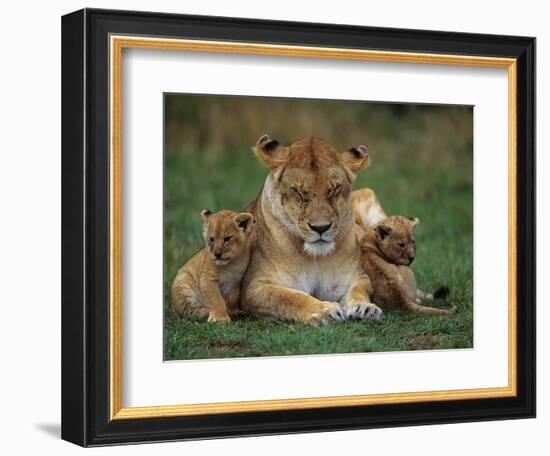 Lioness Resting with Cubs-Joe McDonald-Framed Photographic Print