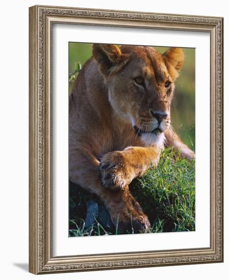 Lioness Resting-Joe McDonald-Framed Photographic Print