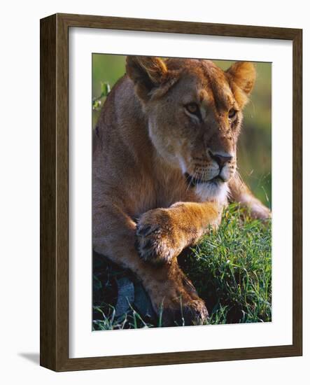 Lioness Resting-Joe McDonald-Framed Photographic Print