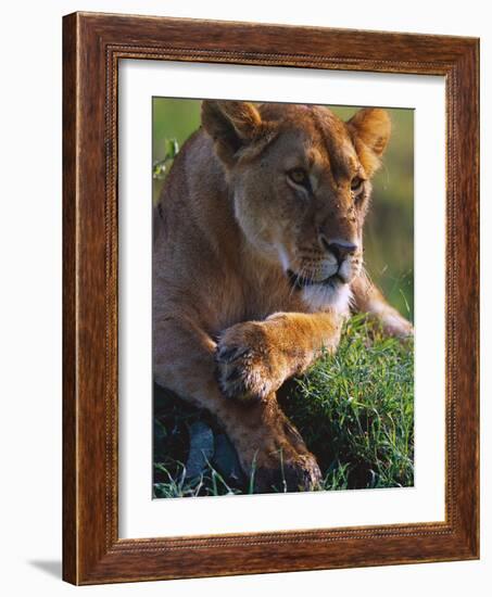 Lioness Resting-Joe McDonald-Framed Photographic Print