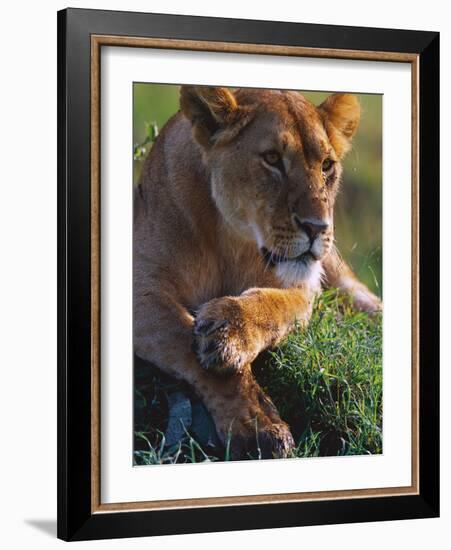 Lioness Resting-Joe McDonald-Framed Photographic Print