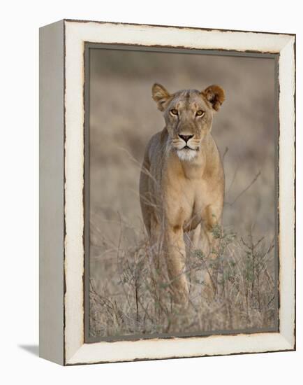 Lioness, Samburu National Reserve, Kenya, East Africa, Africa-James Hager-Framed Premier Image Canvas