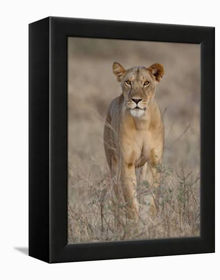 Lioness, Samburu National Reserve, Kenya, East Africa, Africa-James Hager-Framed Premier Image Canvas