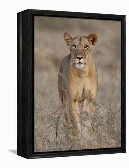 Lioness, Samburu National Reserve, Kenya, East Africa, Africa-James Hager-Framed Premier Image Canvas