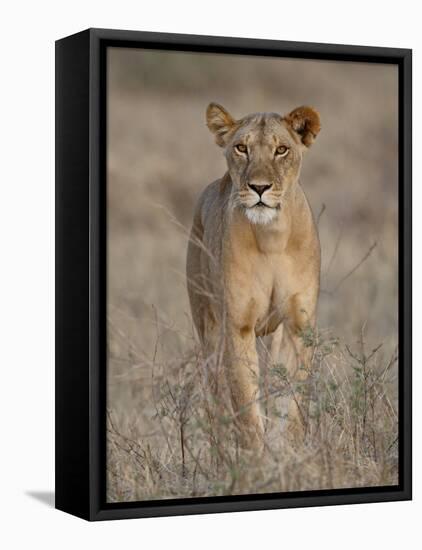 Lioness, Samburu National Reserve, Kenya, East Africa, Africa-James Hager-Framed Premier Image Canvas