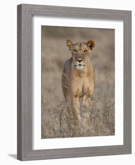 Lioness, Samburu National Reserve, Kenya, East Africa, Africa-James Hager-Framed Photographic Print