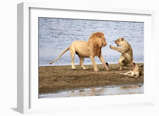 Lioness, South Luangwa National Park, Zambia-Eric Baccega-Framed Photographic Print