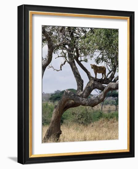 Lioness Surveys Her Surroundings from a Tree in the Tarangire National Park-Nigel Pavitt-Framed Photographic Print