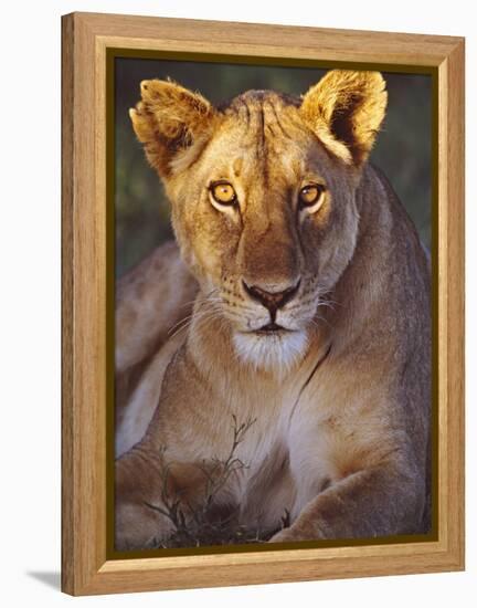 Lioness Tanzania Africa-null-Framed Premier Image Canvas