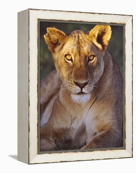 Lioness Tanzania Africa-null-Framed Premier Image Canvas