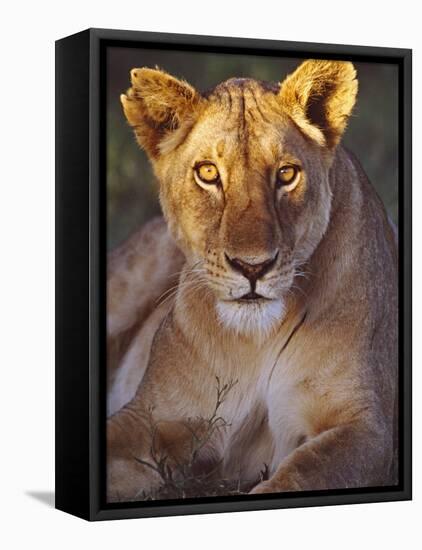 Lioness Tanzania Africa-null-Framed Premier Image Canvas