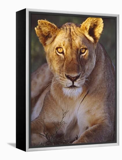 Lioness Tanzania Africa-null-Framed Premier Image Canvas