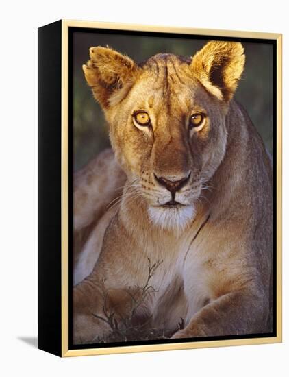 Lioness Tanzania Africa-null-Framed Premier Image Canvas