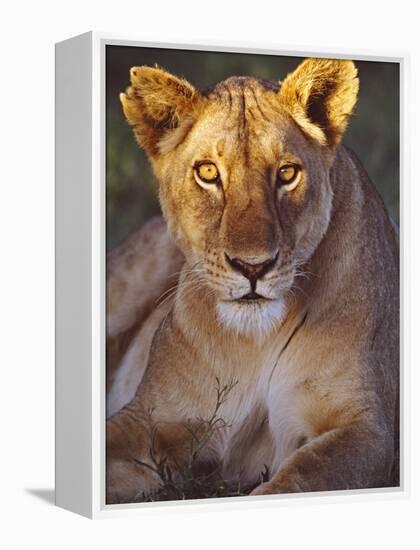 Lioness Tanzania Africa-null-Framed Premier Image Canvas