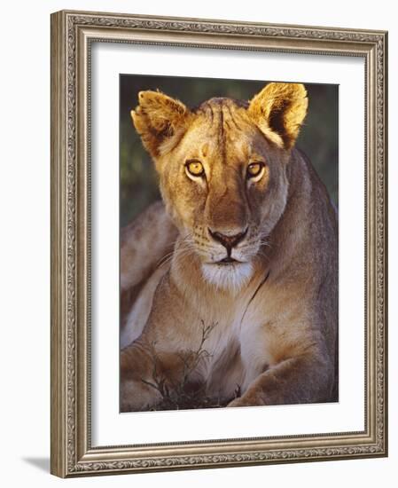 Lioness Tanzania Africa-null-Framed Photographic Print