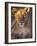 Lioness Tanzania Africa-null-Framed Photographic Print