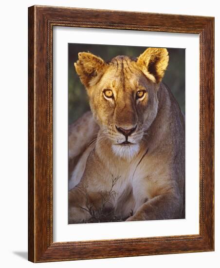 Lioness Tanzania Africa-null-Framed Photographic Print