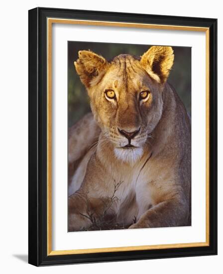 Lioness Tanzania Africa-null-Framed Photographic Print