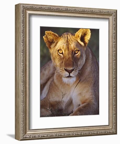 Lioness Tanzania Africa-null-Framed Premium Photographic Print