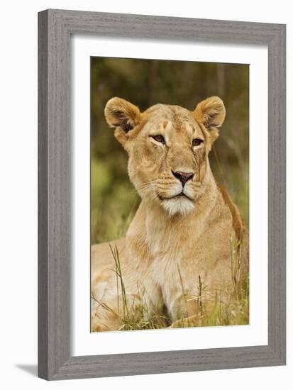 Lioness Up Close, Maasai Mara Wildlife Reserve, Kenya-Jagdeep Rajput-Framed Photographic Print