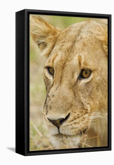 Lioness Up Close, Maasai Mara Wildlife Reserve, Kenya-Jagdeep Rajput-Framed Premier Image Canvas