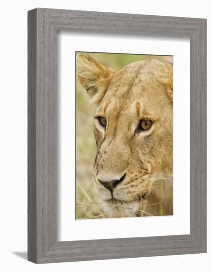 Lioness Up Close, Maasai Mara Wildlife Reserve, Kenya-Jagdeep Rajput-Framed Photographic Print