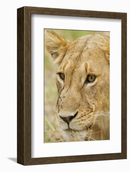 Lioness Up Close, Maasai Mara Wildlife Reserve, Kenya-Jagdeep Rajput-Framed Photographic Print