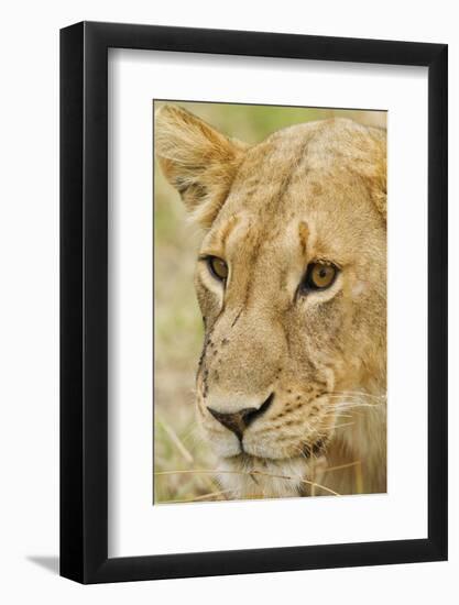 Lioness Up Close, Maasai Mara Wildlife Reserve, Kenya-Jagdeep Rajput-Framed Photographic Print