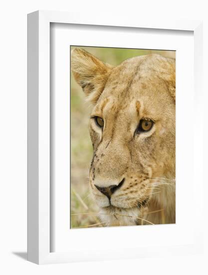 Lioness Up Close, Maasai Mara Wildlife Reserve, Kenya-Jagdeep Rajput-Framed Photographic Print
