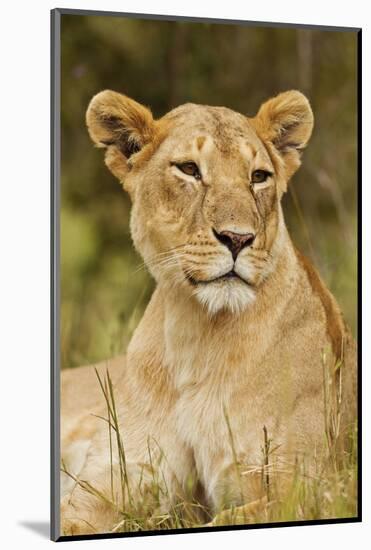 Lioness Up Close, Maasai Mara Wildlife Reserve, Kenya-Jagdeep Rajput-Mounted Photographic Print