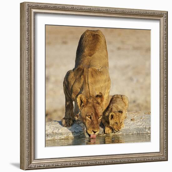 Lioness with cub drinking at water hole, Namibia-Tony Heald-Framed Photographic Print