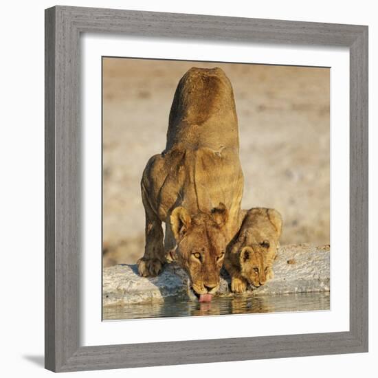 Lioness with cub drinking at water hole, Namibia-Tony Heald-Framed Photographic Print