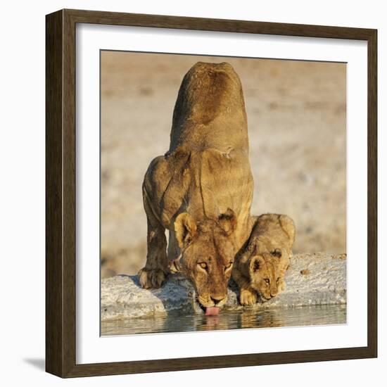 Lioness with cub drinking at water hole, Namibia-Tony Heald-Framed Photographic Print