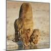 Lioness with cub drinking at water hole, Namibia-Tony Heald-Mounted Photographic Print