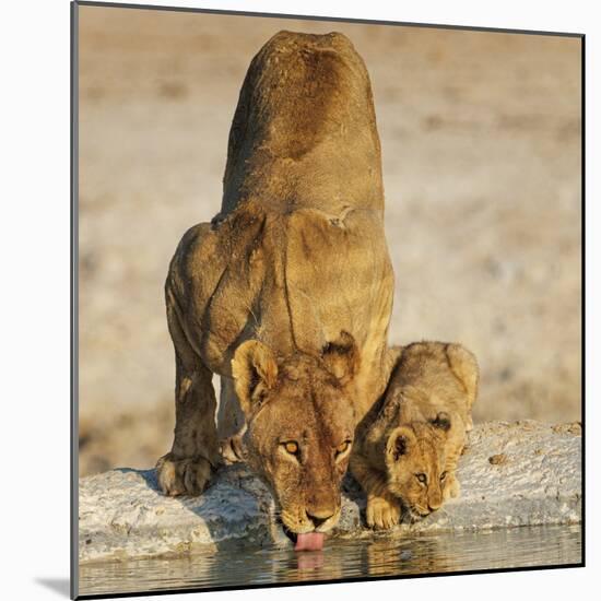 Lioness with cub drinking at water hole, Namibia-Tony Heald-Mounted Photographic Print