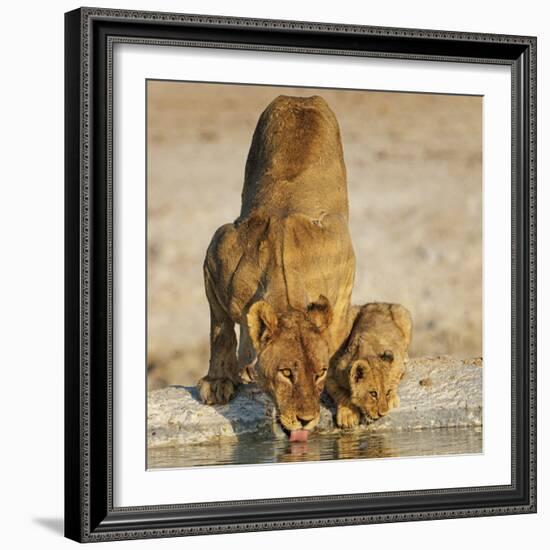 Lioness with cub drinking at water hole, Namibia-Tony Heald-Framed Photographic Print