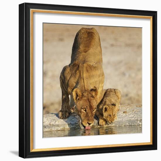 Lioness with cub drinking at water hole, Namibia-Tony Heald-Framed Photographic Print
