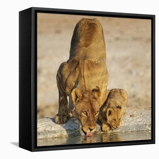 Lioness with cub drinking at water hole, Namibia-Tony Heald-Framed Premier Image Canvas