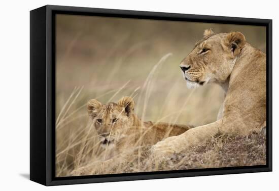 Lioness with Cub in Masai Mara National Reserve-Paul Souders-Framed Premier Image Canvas