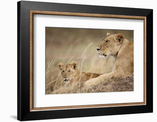 Lioness with Cub in Masai Mara National Reserve-Paul Souders-Framed Photographic Print