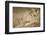 Lioness with Cub in Masai Mara National Reserve-Paul Souders-Framed Photographic Print