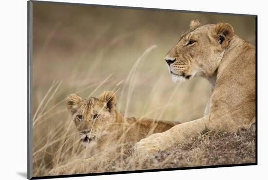 Lioness with Cub in Masai Mara National Reserve-Paul Souders-Mounted Photographic Print