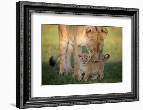 Lioness with cub, Masai Mara, Kenya, East Africa, Africa-Karen Deakin-Framed Photographic Print