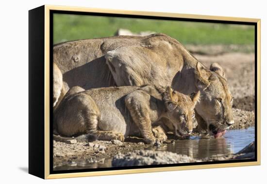 Lioness with Cub (Panthera Leo) Drinking, Kgalagadi Transfrontier Park, Northern Cape, South Africa-Ann & Steve Toon-Framed Premier Image Canvas