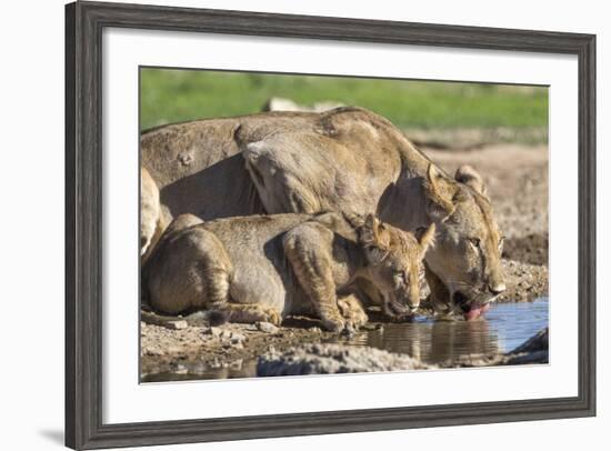 Lioness with Cub (Panthera Leo) Drinking, Kgalagadi Transfrontier Park, Northern Cape, South Africa-Ann & Steve Toon-Framed Photographic Print