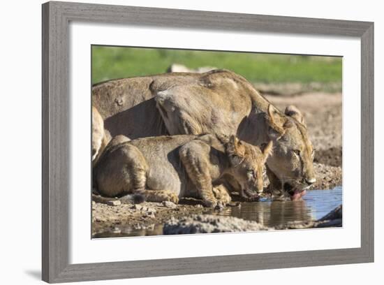 Lioness with Cub (Panthera Leo) Drinking, Kgalagadi Transfrontier Park, Northern Cape, South Africa-Ann & Steve Toon-Framed Photographic Print