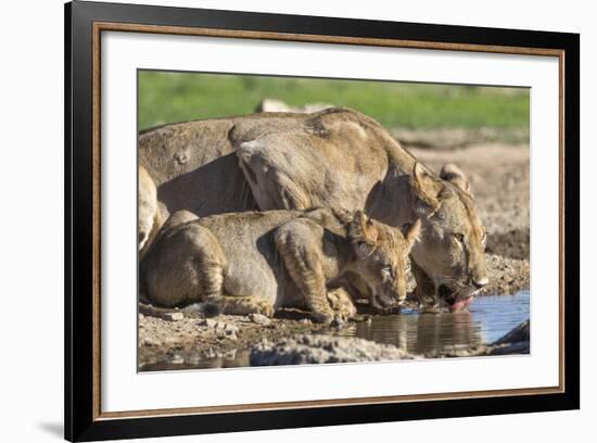 Lioness with Cub (Panthera Leo) Drinking, Kgalagadi Transfrontier Park, Northern Cape, South Africa-Ann & Steve Toon-Framed Photographic Print