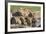 Lioness with Cub (Panthera Leo) Drinking, Kgalagadi Transfrontier Park, Northern Cape, South Africa-Ann & Steve Toon-Framed Photographic Print