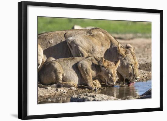 Lioness with Cub (Panthera Leo) Drinking, Kgalagadi Transfrontier Park, Northern Cape, South Africa-Ann & Steve Toon-Framed Photographic Print
